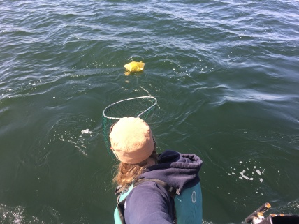 Fishing for mylar balloons in the bay